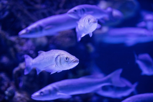 Blue Horizon: aquaculture