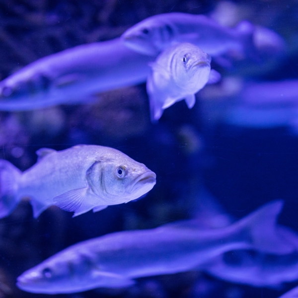 Blue Horizon: aquaculture