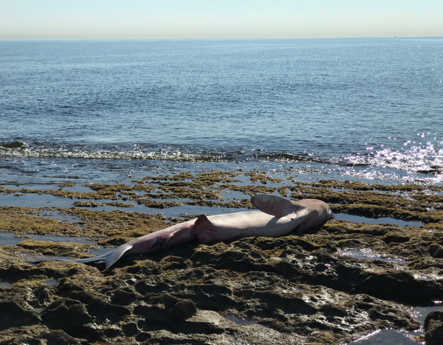 Blue shark with a total length of 3 m was entrusted to our Laboratory.